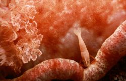 Cleanershrimp on Spanish Dancer, nightdive in Puerto Gale... by Johan Groth 
